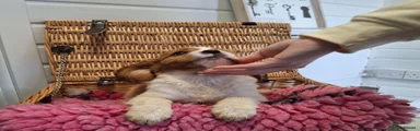 Cavalier King Charles Spaniel 3
