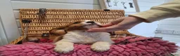 Cavalier King Charles Spaniel dogs for sale: Cavalier king charles pups - Advert 4