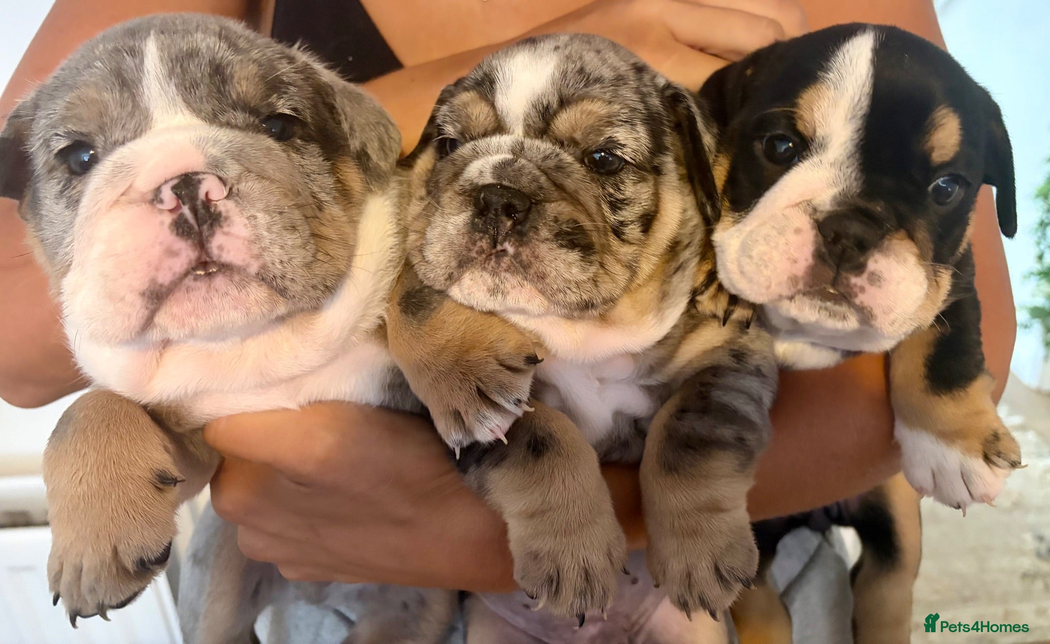 English Bulldog dogs English bulldog litter  - Advert 3