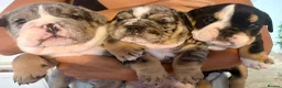 English Bulldog dogs for sale: English bulldog litter  in Atherstone - Advert 1