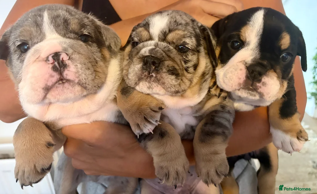 English Bulldog dogs for sale: English bulldog litter  in Atherstone - Advert 1
