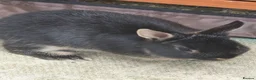 Netherland Dwarf rabbits for sale: Beautiful Netherland Dwarf bunnies - Advert 12