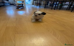 Bichon Frise dogs for sale: Bichon Maltese for sale  - Image 9