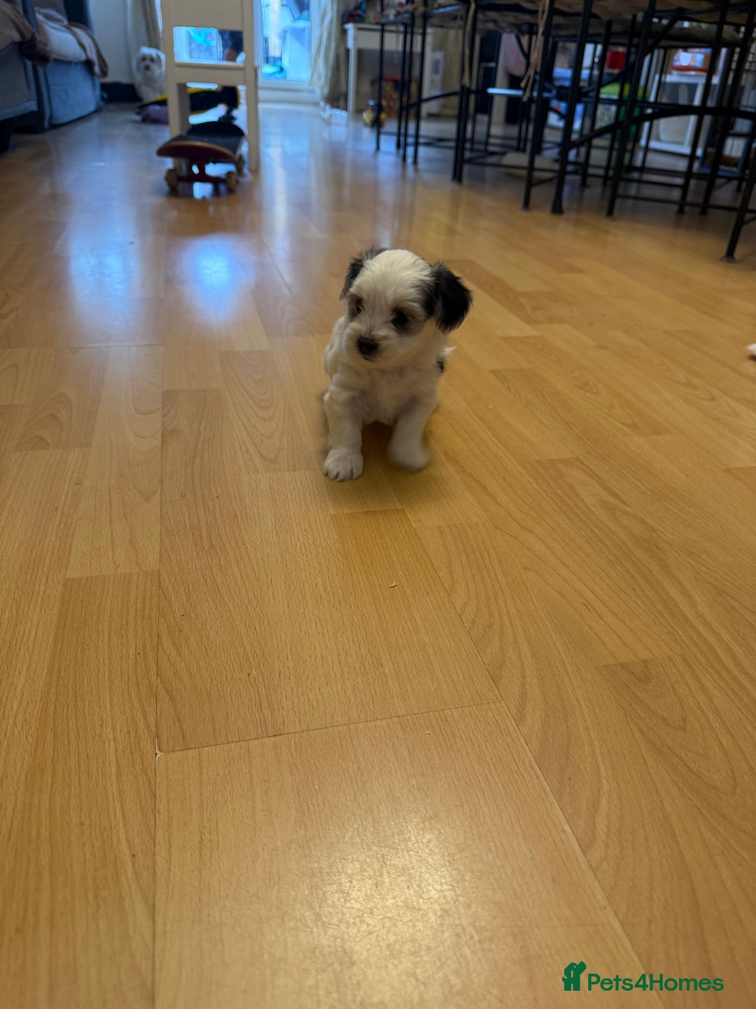 Bichon Frise dogs for sale: Bichon Maltese for sale  - Image 9
