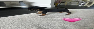 Jack Russell 3