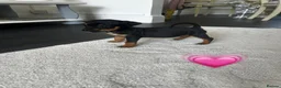Jack Russell dogs for sale: Jack Russel Puppies 💙💕 - Advert 8