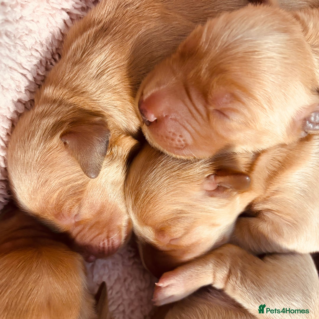 Golden Retriever dogs for sale: Deep Fox Red Golden Retriever Puppies  - Image 15