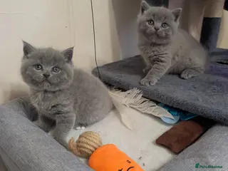 British Shorthair cats BSH Kittens ready to new homes - Advert 5