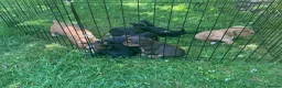 Cocker Spaniel dogs for sale: Working cocker spaniel pups - Advert 6