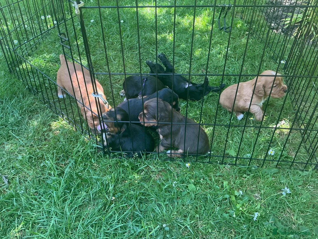 Cocker Spaniel dogs for sale: Working cocker spaniel pups - Advert 6