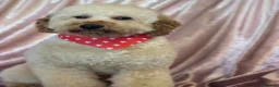 Goldendoodle dogs for sale: F1BB Goldendoodles - Advert 28