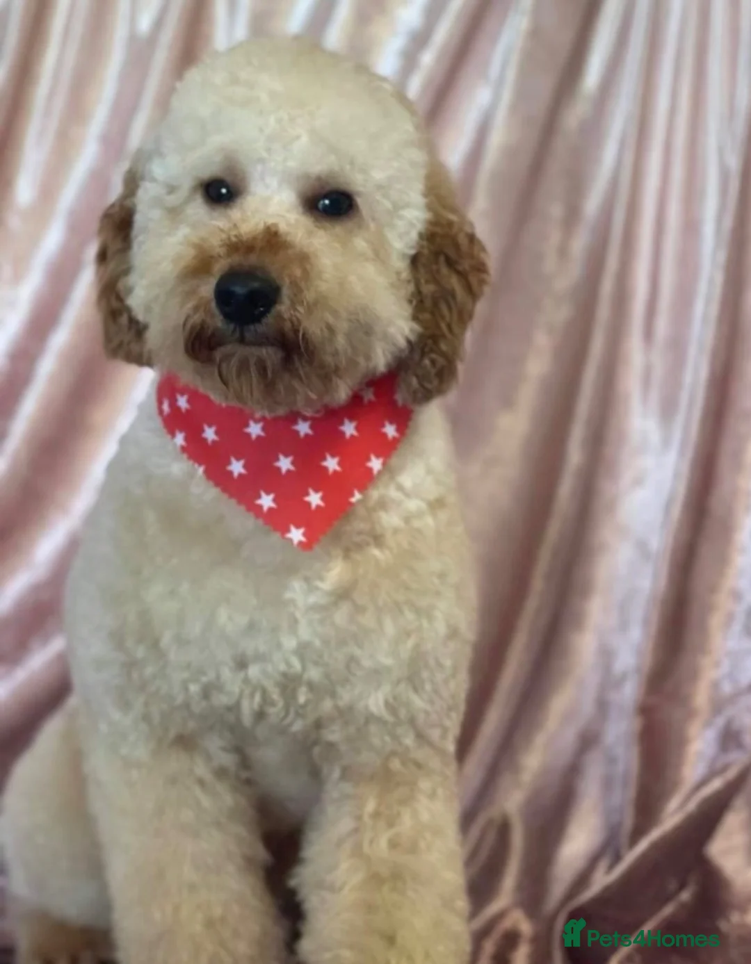 Goldendoodle dogs for sale: F1BB Goldendoodles - Advert 28