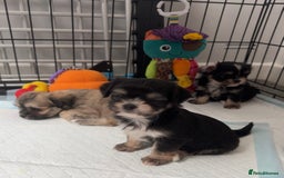 Mixed Breed dogs for sale: Tini Malchi puppies  - Image 34
