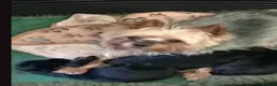 Yorkiepoo dogs for sale: Yorkiepoo pup for sale  - Advert 2
