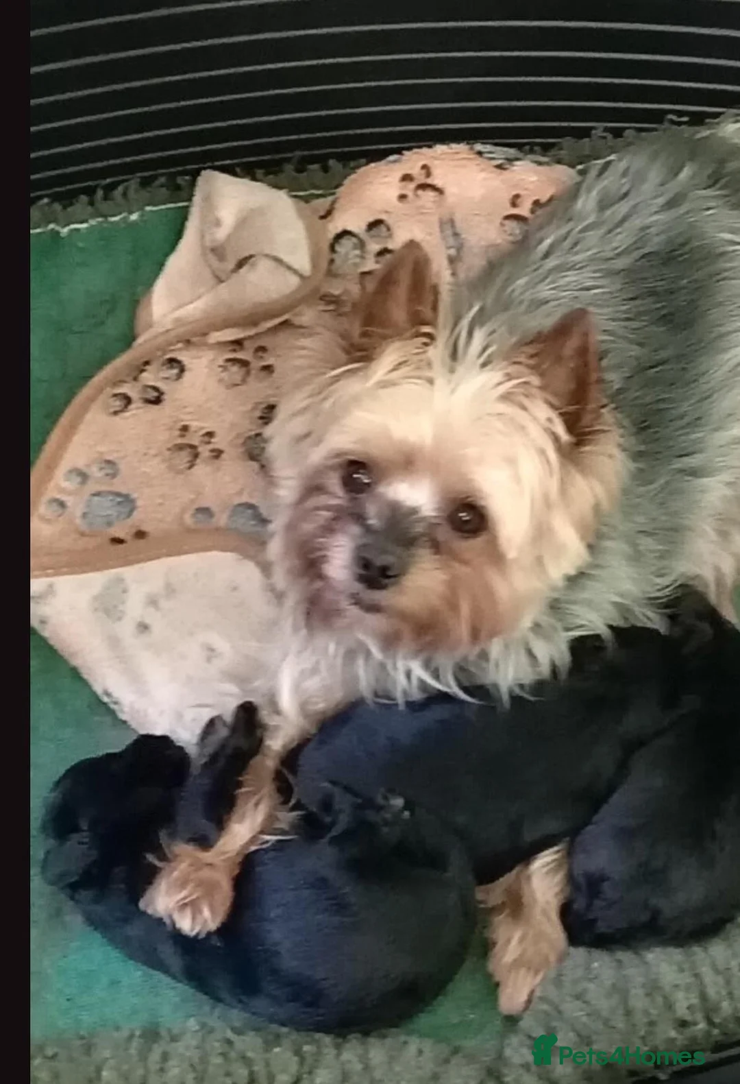 Yorkiepoo dogs for sale: Yorkiepoo pup for sale  - Advert 2