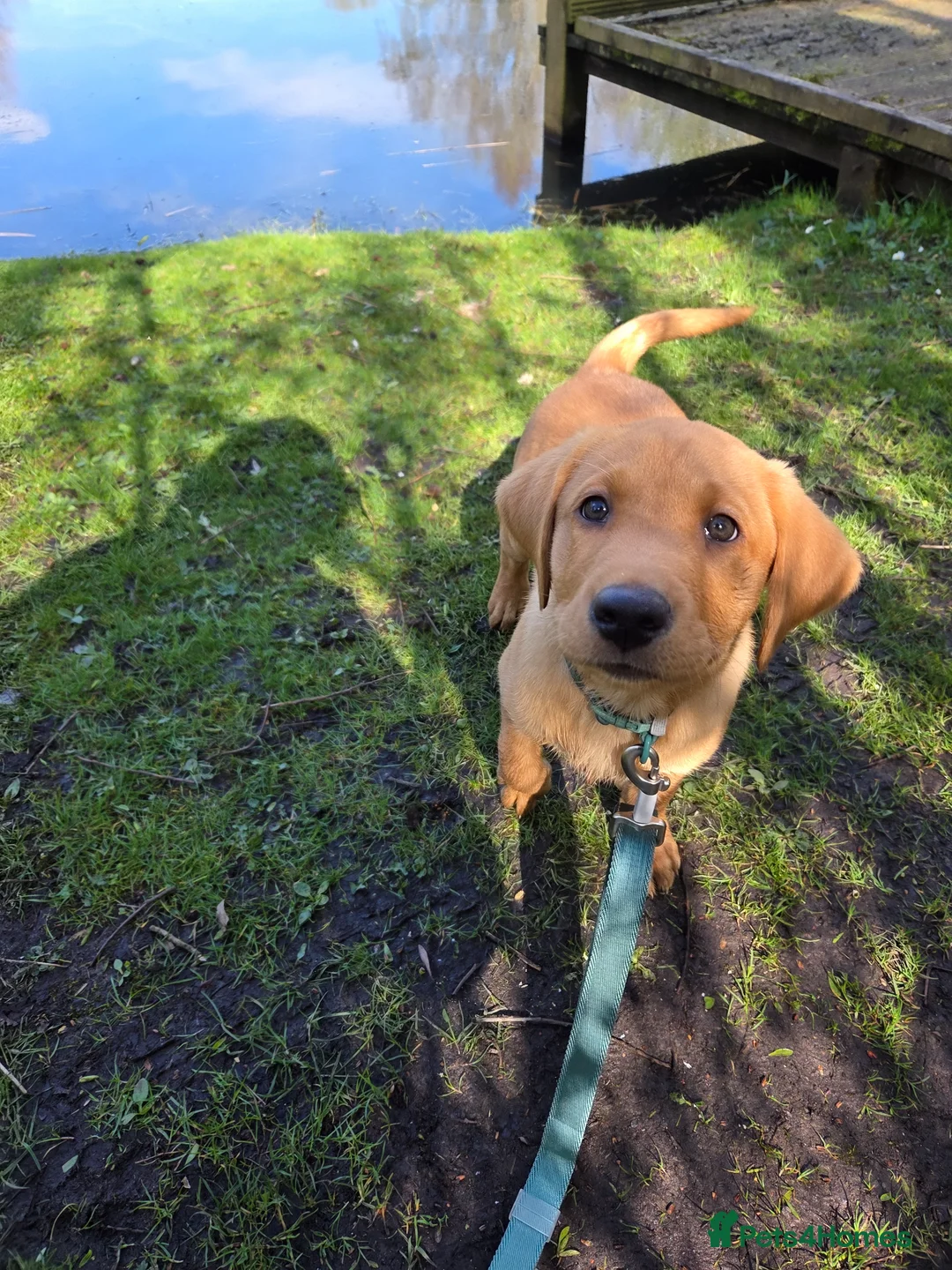 Labrador Retriever dogs for sale: Fox red labrador puppy  - Advert 4