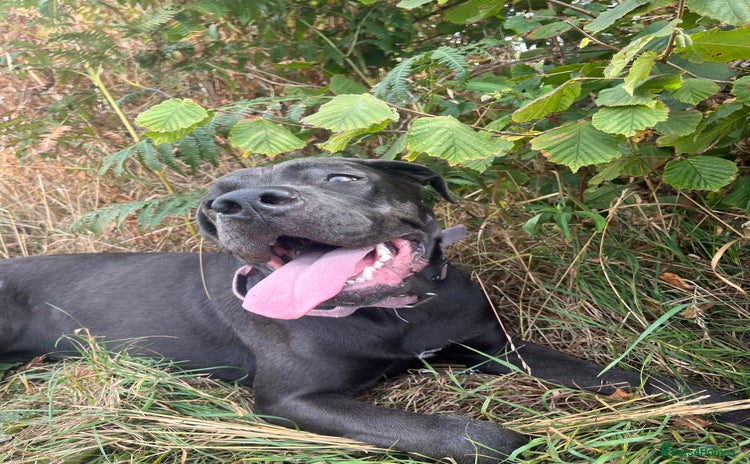 Cane Corso dogs - Advert 1