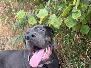 Cane Corso dogs - Advert 21