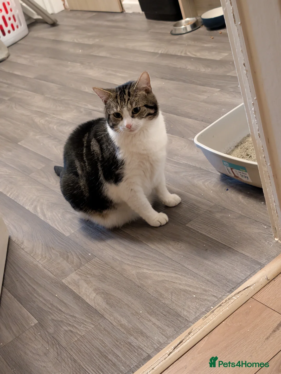 Mixed Breed cats for sale: Super Steve in need of a new home! - Advert 2