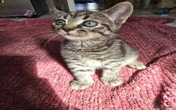 Mixed Breed cats for sale: Beautiful kittens  - Image 18
