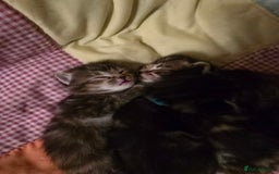 Mixed Breed cats for sale: The Fab Four - Advert 18