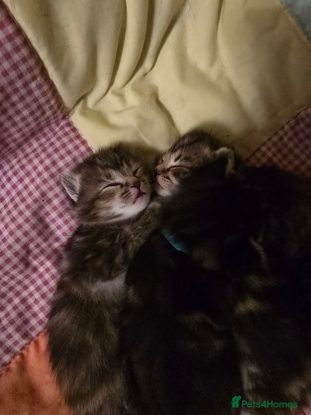 Mixed Breed cats for sale: The Fab Four - Advert 18