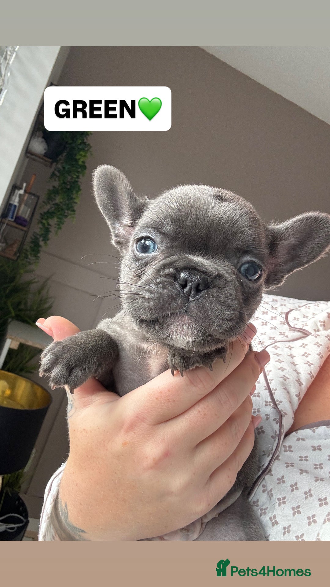 French Bulldog dogs for sale: French bulldog puppies  - Advert 4