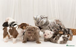 English Bulldog dogs for sale: Re advertised - I am no longer reserved - Image 26