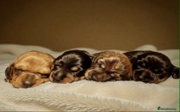 Miniature Dachshund dogs for sale: Miniature smooth hair dachshund puppies  - Advert 1
