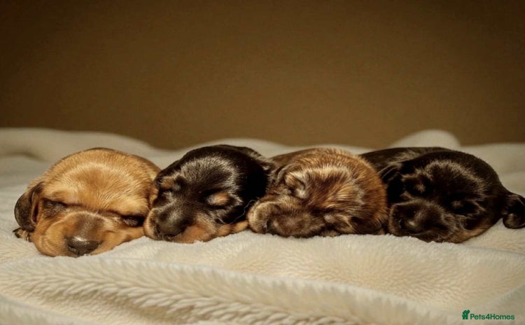 Miniature Dachshund dogs Miniature smooth hair dachshund puppies  - Advert 1