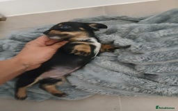 Chiweenie dogs for sale: Ready now 7 xsmall chiweenies fur babies  - Image 14