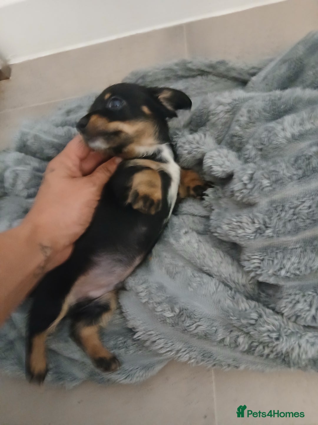 Chiweenie dogs for sale: Ready now 7 xsmall chiweenies fur babies  - Image 14