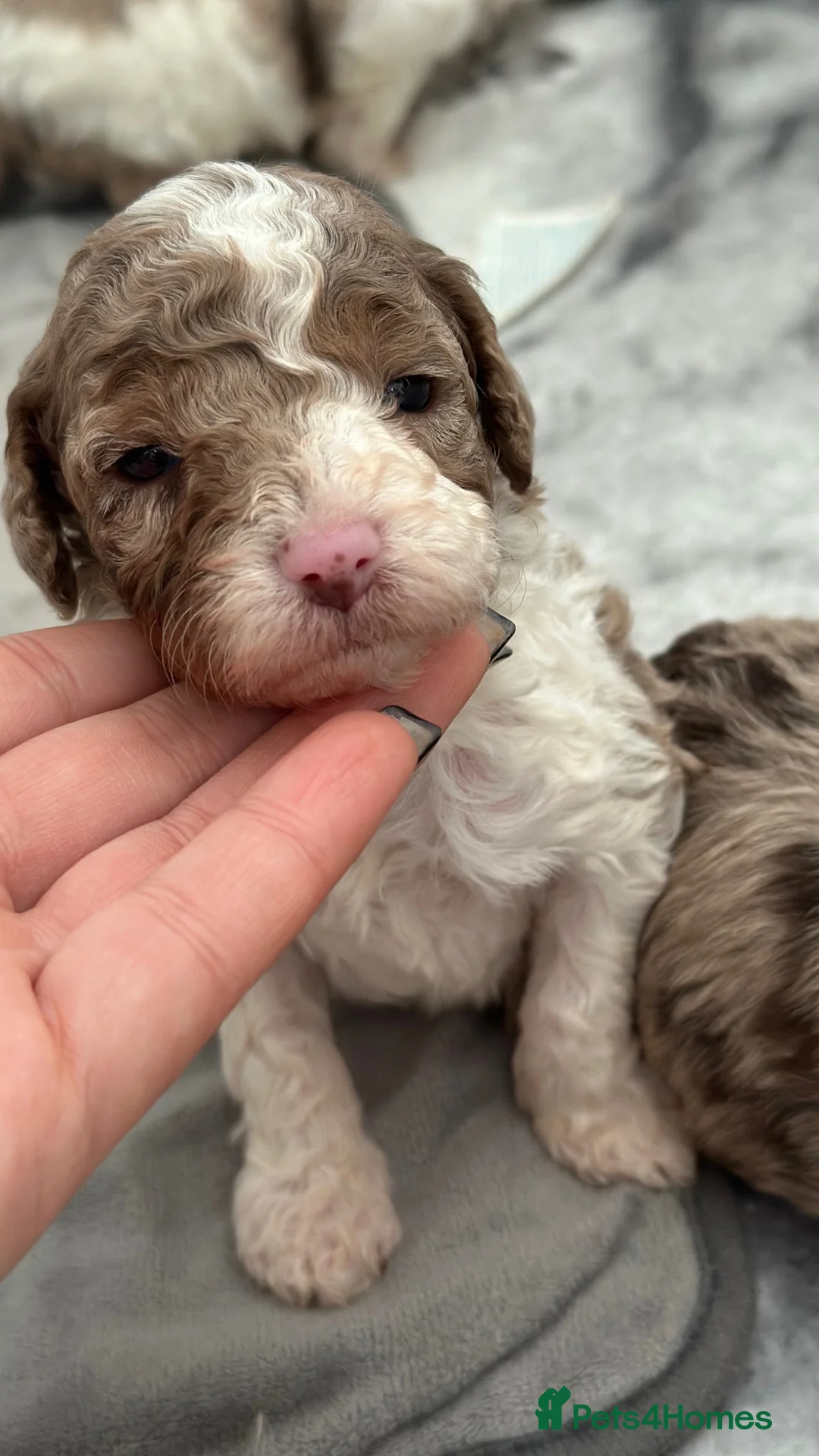 Cavapoo dogs for sale: Exceptional F2 Cavapoo Puppies - HomeRaised  - Advert 11