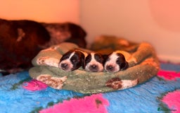 Cocker Spaniel dogs for sale: True show type male.  - Image 5