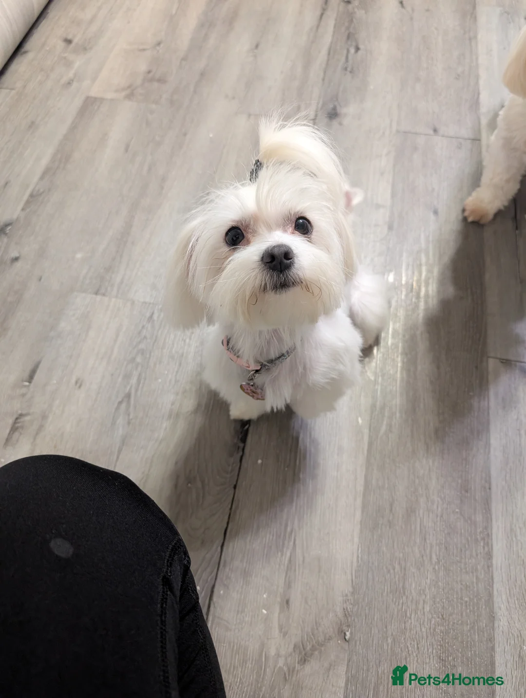 Maltese dogs for sale: Mini Maltese Girl 2 years ready now ❗🩷 - Advert 1