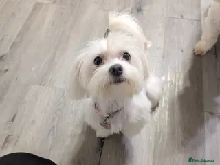 Maltese dogs Mini Maltese Girl 2 years ready now ❗🩷 - Advert 15