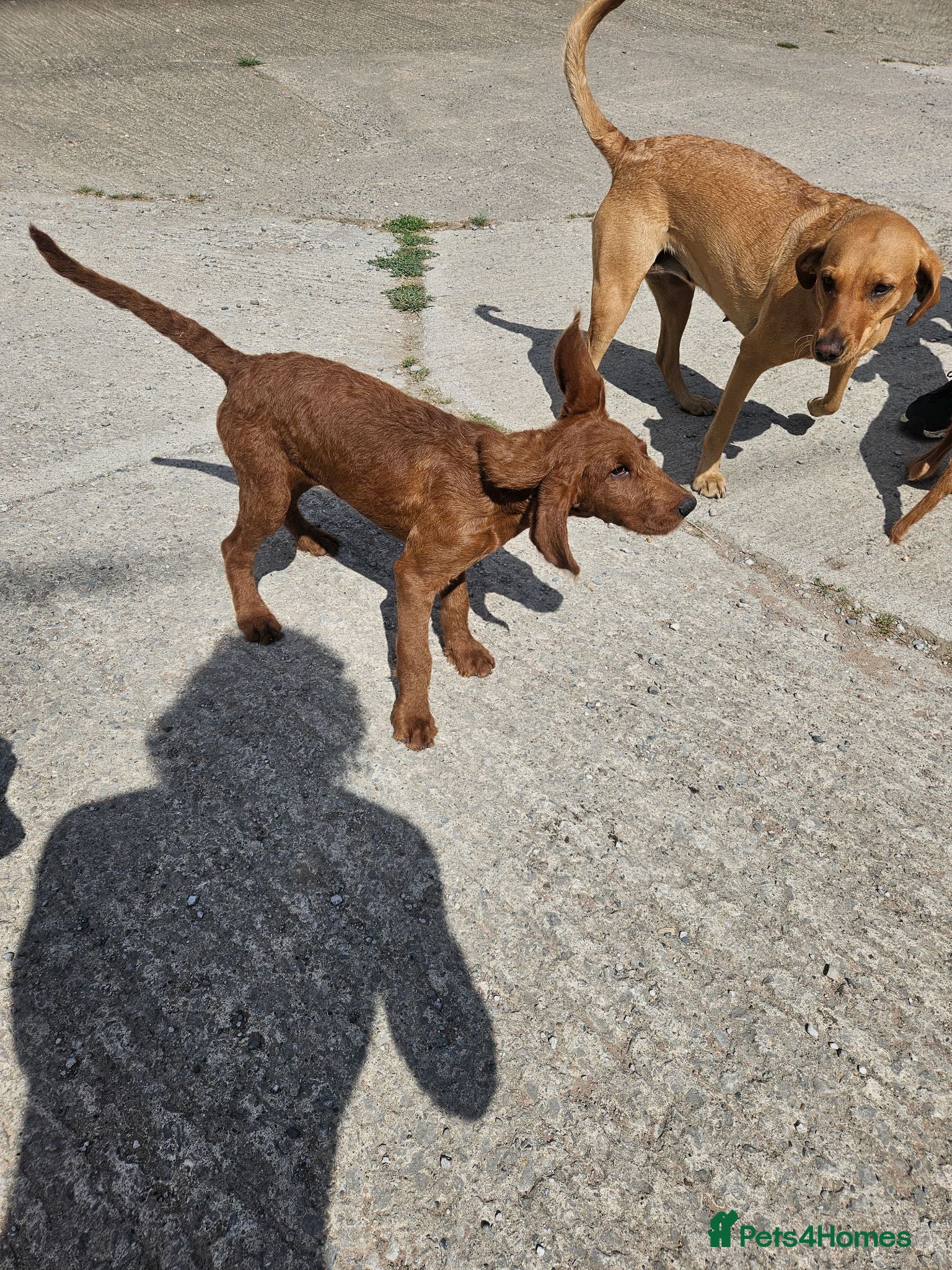 Labradoodle dogs F1 Labradoodle Puppies(2LEFT!) - Advert 5