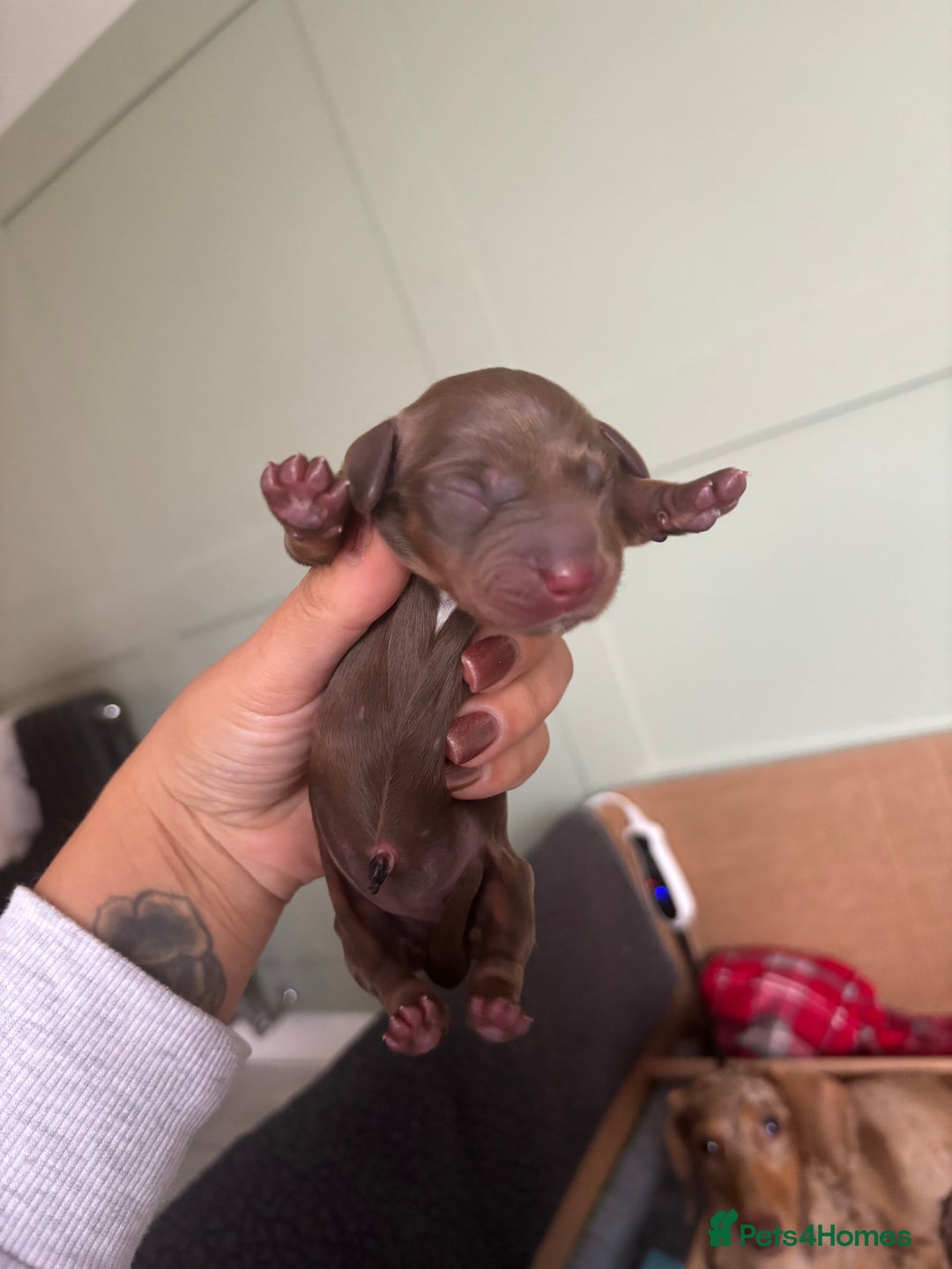 Miniature Dachshund dogs for sale: Miniature dachshund  - Image 6