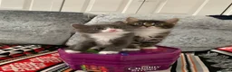 Mixed Breed cats for sale: Beautiful kittens looking for loving home. - Advert 19
