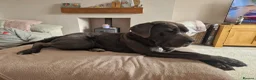 Cane Corso dogs for sale: 2yr old Cane corso - Advert 8