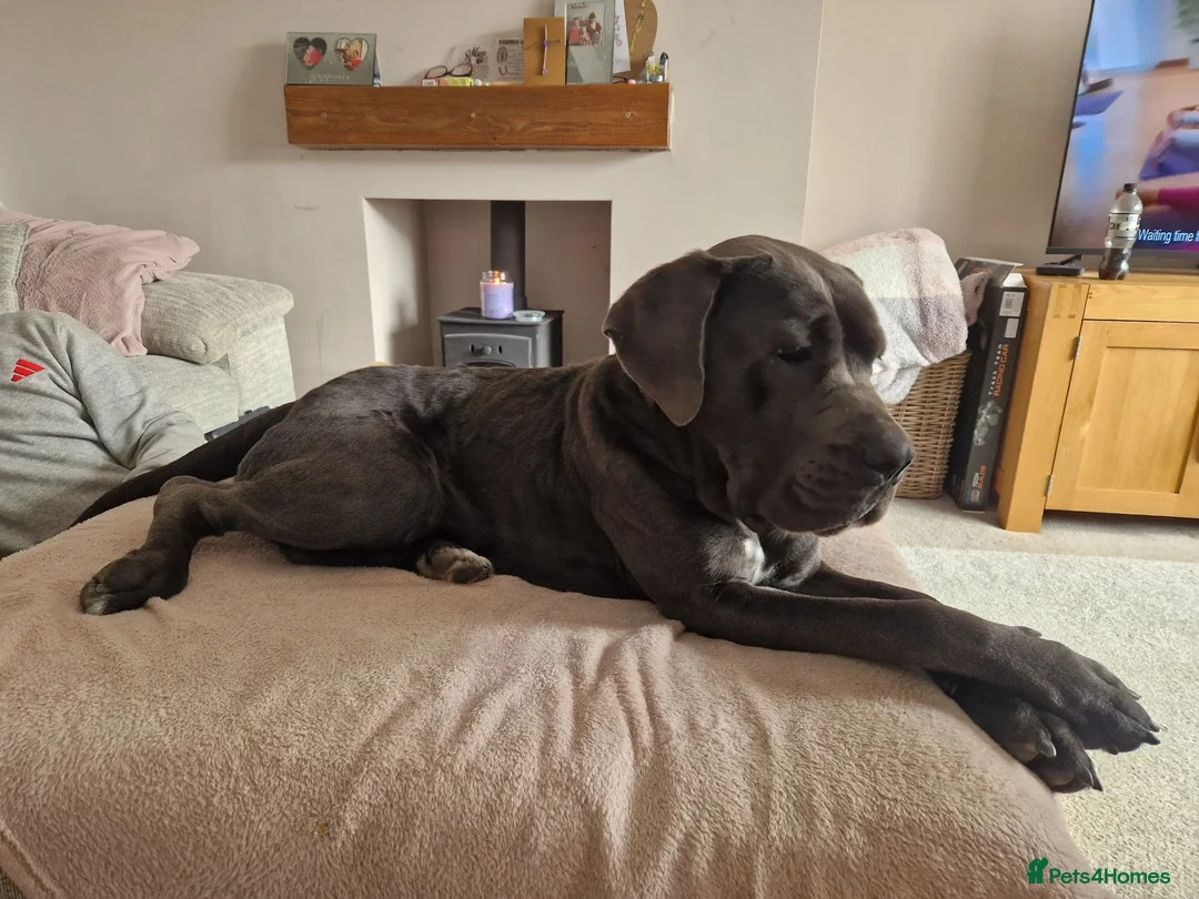 Cane Corso dogs for sale: 2yr old Cane corso - Advert 8