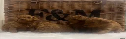 Cavapoo dogs for sale: Stunning deep red TOY cavapoo pups - Advert 18