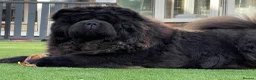 Chow Chow dogs for sale: 🧸Beautiful chow chow puppies 🧸 - Advert 22