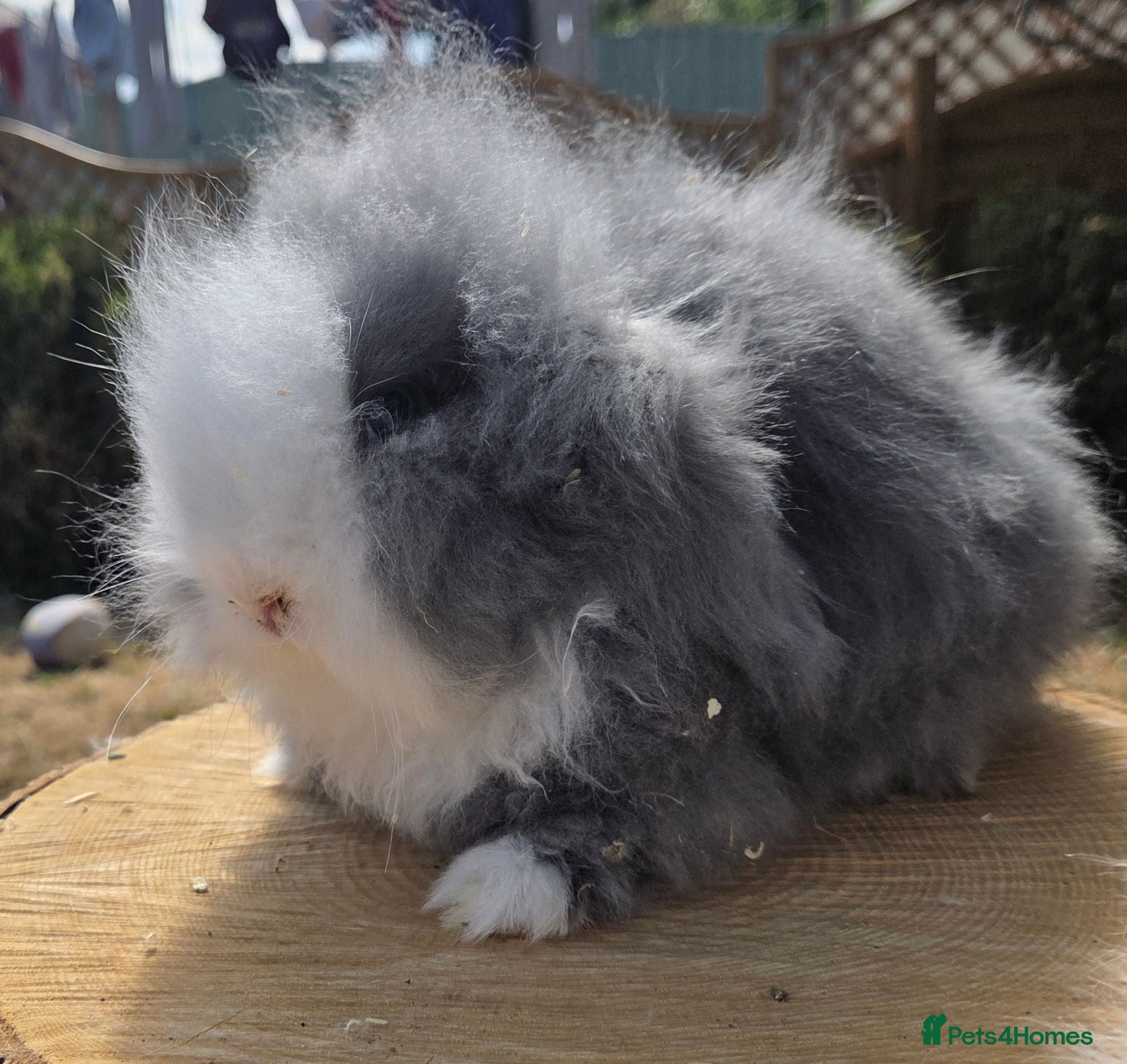 Angora rabbits  Super fluffy baby teddywidders  - Advert 2