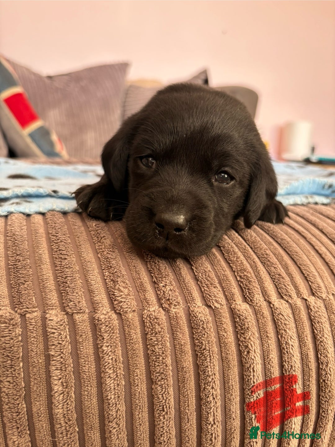 Labrador Retriever dogs for sale: Gorgeous chunky black lab pups🖤 - Advert 19