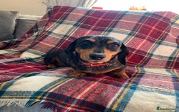 Miniature Dachshund dogs for sale: Minature daschund female  - Image 4