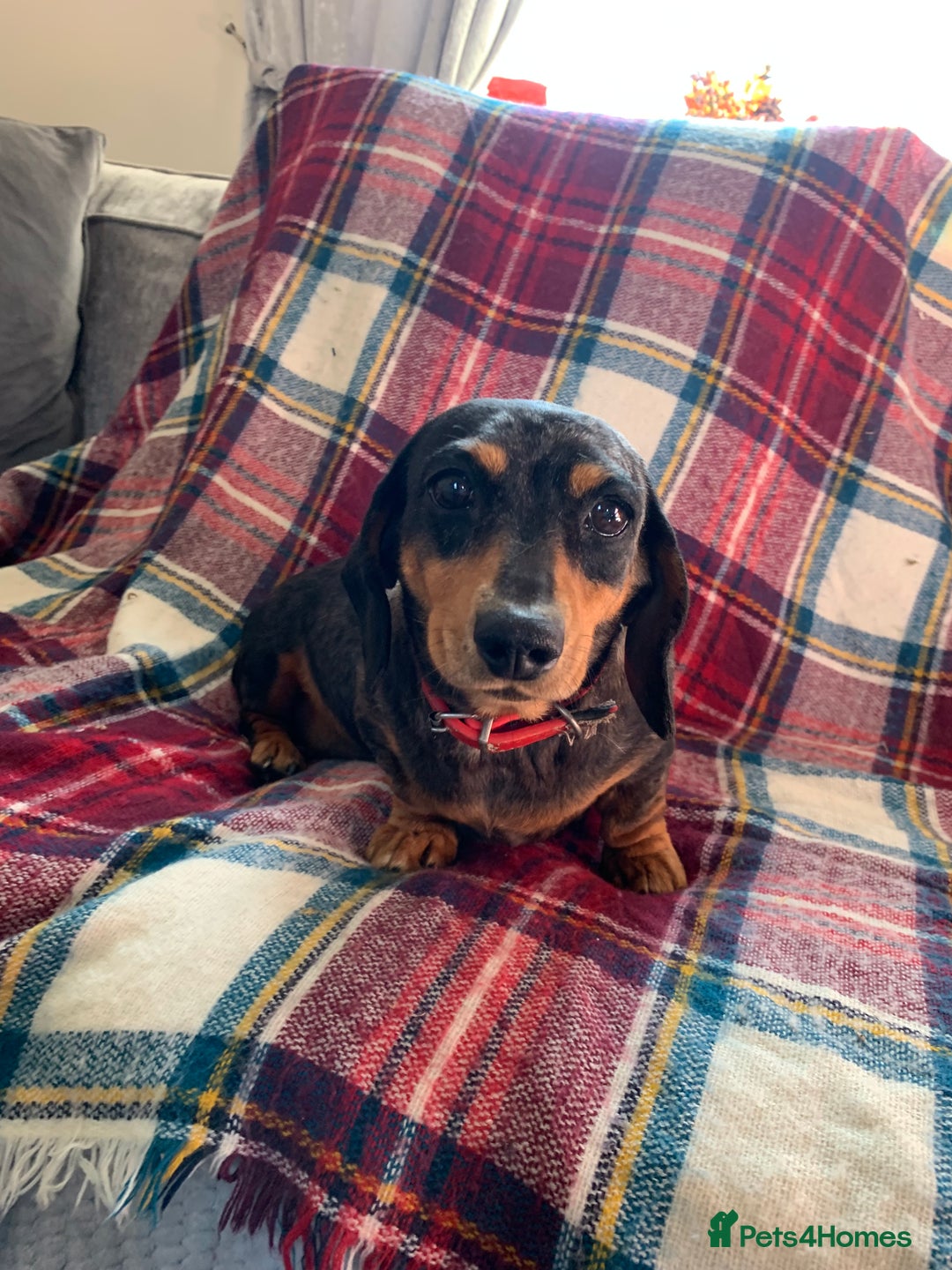 Miniature Dachshund dogs for sale: Minature daschund female  - Image 4