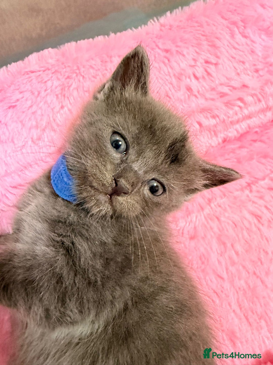 Ragdoll cats for sale: Ragdoll mix kitten - 5 Boys - Advert 2