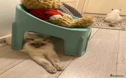 Ragdoll cats for sale: Lovely Ragdoll looking for lovely family - Advert 29