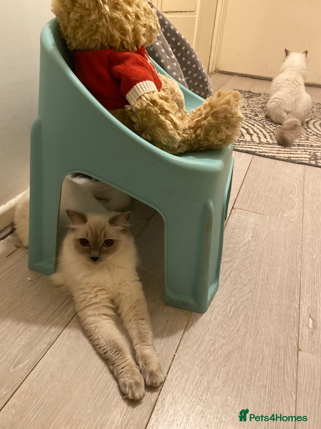 Ragdoll cats for sale: Lovely Ragdoll looking for lovely family - Advert 29